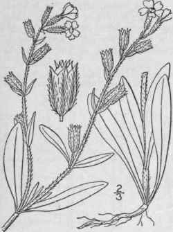 14 Silene Nglica L English Or Small Flowered Catch 156