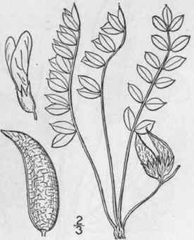15 Astragalus Shorti Nus Nutt Short s Milk Vetch 890