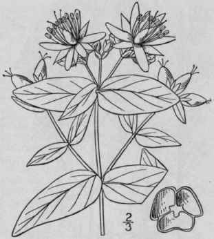 15 Hypericum Grav Olens Buckley Mountain St John s 1237