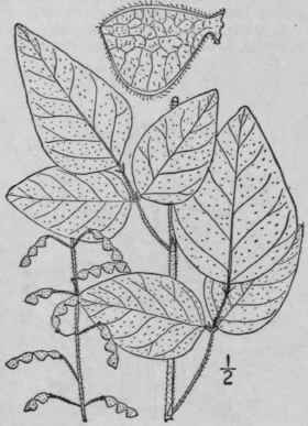 15 Meibomia Viridifl Ra L Kuntze Velvet Leaved Tic 932