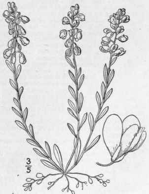 15 Polygala Polygama Walt Racemed Milkwort 1051