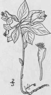 15 Polygala Polygama Walt Racemed Milkwort 1052