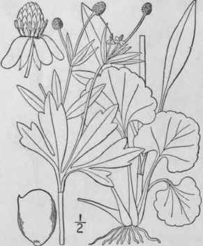 15 Ranunculus H Rveyi A Gray Brit Ton Harvey s But 252