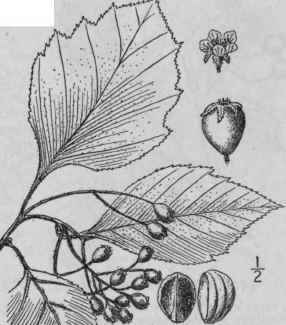 16 Crataegus Calpod Ndron Ehrh Medic Pear Thorn Pe 692