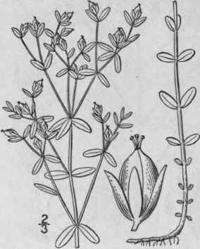 16 Hypericum Boreale Britton Bicknell Northern St 1238