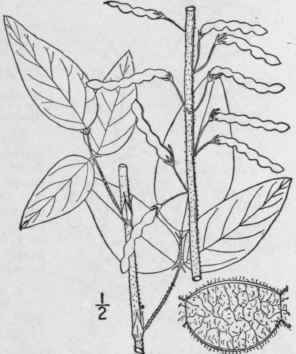 17 Meibomia Illino Nsis A Gray Kuntze Illinois Tic 934