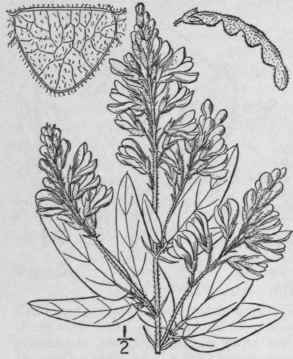 17 Meibomia Illino Nsis A Gray Kuntze Illinois Tic 935