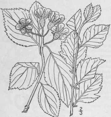 18 Crataegus Pertoment Sa Ashe Prairie Thorn 695