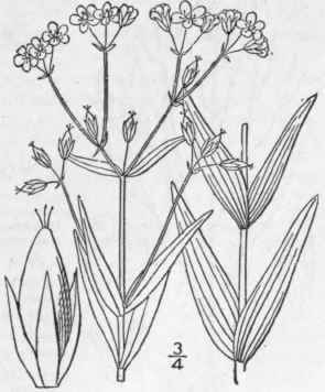19 Hypericum M Jus A Gray Britton Larger Canadian  1241