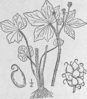 19 Ranunculus Sceler Tus L Celery Leaved Crowfoot 256