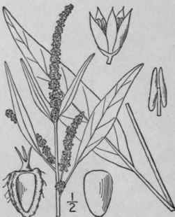 2 Acnida L Sp 1027 1753 12