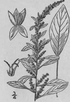 2 Acnida Tamariscina Nutt Wood Western Water Hemp 14