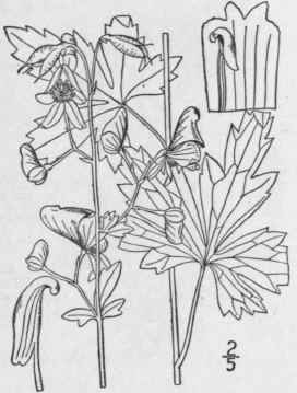 2 Aconitum Uncinatum L Wild Monkshood Or Wolfbane 220