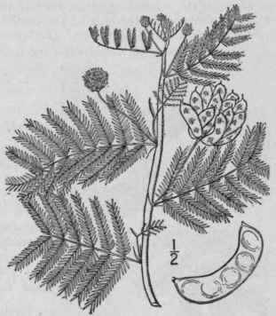 2 Acuan Illino Nsis Michx Kuntze Illinois Mimosa 774