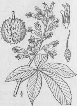 2 Aesculus Glabra Willd Fetid Buckeye Ohio Buckeye 1158