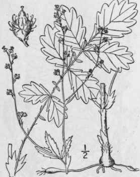 2 Agrimonia Rostell Ta Wallr Woodland Agrimony 610