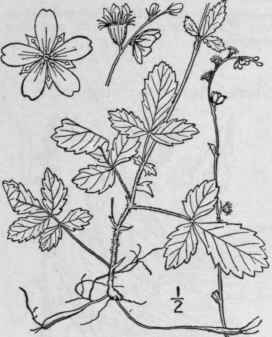 2 Agrimonia Rostell Ta Wallr Woodland Agrimony 611