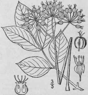 2 Aralia Racemosa L American Spikenard Indian Root 1433