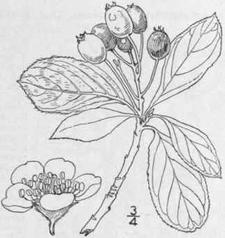 2 Aronia Atropurp Rea Britton Purple Fruited Choke 669