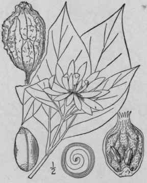 2 Calycanthus F Rtilis Walt Smooth Strawberry Shru 308