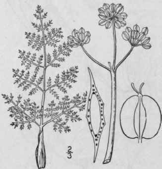 2 Cogswellia Daucif Lia Nutt M E Jones Carrot Leav 1460