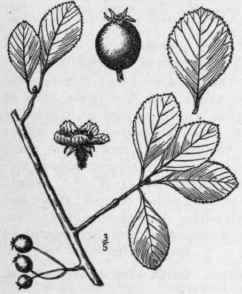 2 Crataegus Berberif Lia T G Barberry Leaved Haw 678