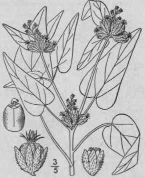 2 Croton Capit Tus Michx Capitate Croton Hogwort 1056