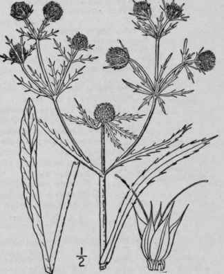 2 Eryngium Virgini Num Lam Virginian Eryngo 1439