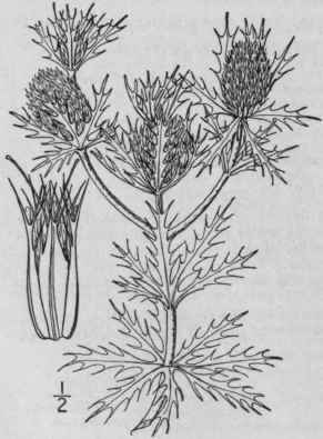 2 Eryngium Virgini Num Lam Virginian Eryngo 1440