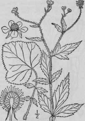2 Geum Canad Nse Jacq White Avens 618