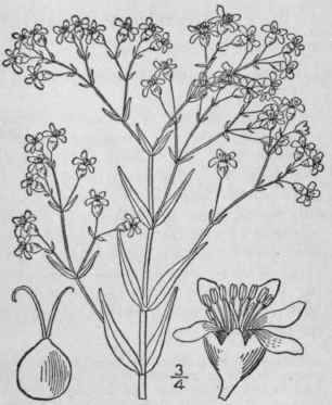 2 Gypsophila Paniculate L Tall Gyp Sophyll 168