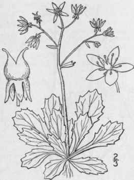 2 Hydatica Stell Ris L S F Gray Star Or Starry Sax 506