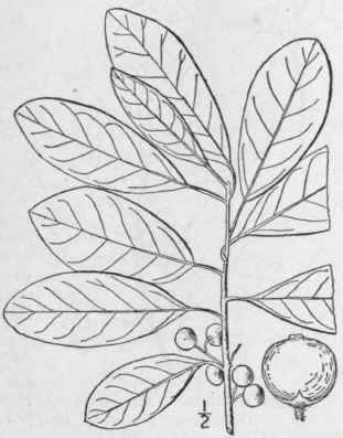 2 Ilex Cassine L Dahoon Holly 1129