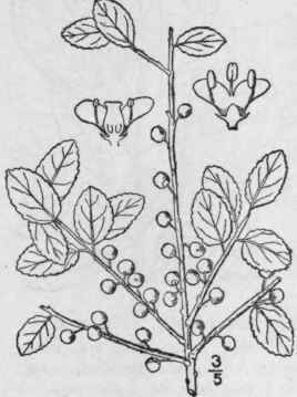 2 Ilex Cassine L Dahoon Holly 1130