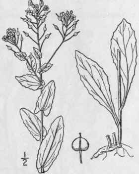 2 Lepidium Dr Ba L Hoary Cress 380