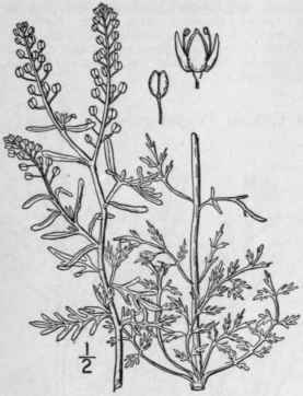 2 Lepidium Dr Ba L Hoary Cress 381