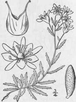 2 Leptasea Aizoides L Haw Yellow Mountain Saxifrag 496
