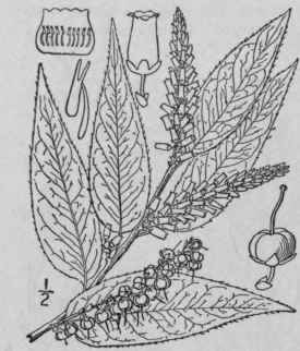 2 Leucotho Catesbaei Walt A Gray Catesby s Leucoth 1580