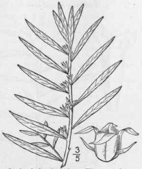 2 Ludwigia Polyc Rpa Short Peter Many Fruited Ludw 1359