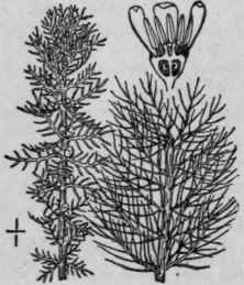 2 Myriophyllum Verticill Tum L Whorled Water Mil F 1424