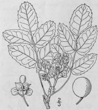 2 Odost mon Raf Am Month Mag 2 265 Feb 1818 299