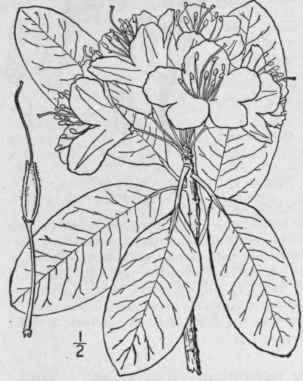 2 Rhododendron Maximum L Great Laurel Rose Bay 1565