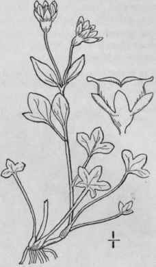 2 Saxifraga Rivul Ris L Alpine Brook Saxifrage 509