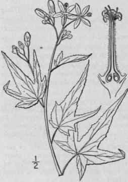 2 Sida Elliottii T G Elliott s Sida 1204