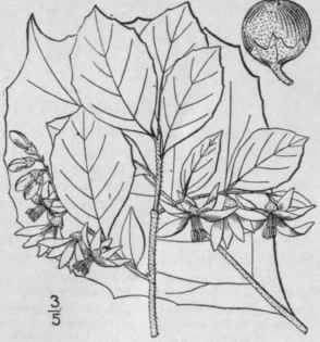 2 Styrax Pulverul Nta Michx Downy Storax 1654