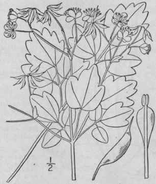 2 Thalictrum Clav Tum Dc Mountain Meadow Rue 275