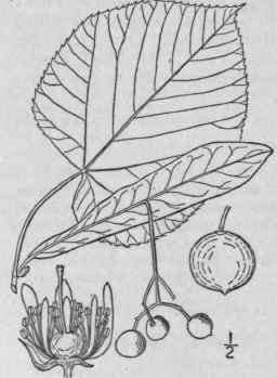 2 Tilia Pub Ube Wood Or White Wood 1187
