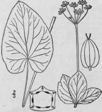 2 Zizia B Bbii Coult Rose Britton Bebb s Zizia 1482