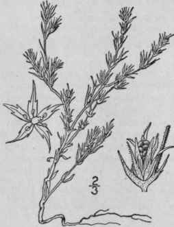 20 Loeflingia L Sp Pl 35 1753 140
