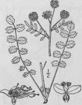 21 Poterium L Sp Pl 994 1753 608